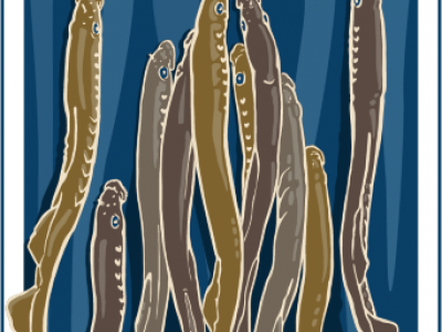 Pacific Lamprey Conservation Initiative