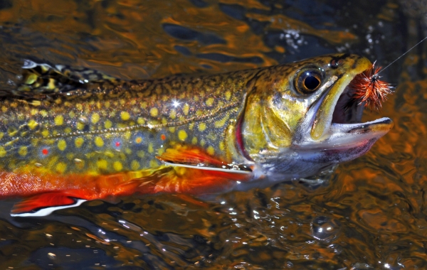 Eastern Brook Trout Joint Venture