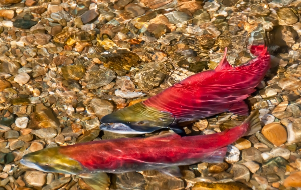 Matanuska Susitna Basin Salmon Habitat Partnership